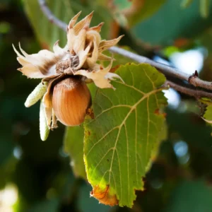 Storfrugtet hassel er en forbedret variant af den vilde hassel