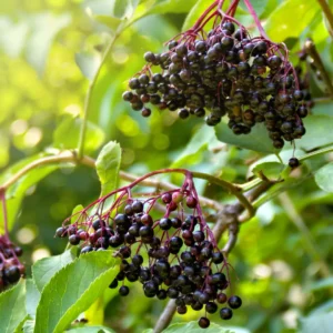 Storfrugtet hyldebær er en forbedret udgave af den vilde danske hyld