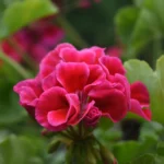 Storkenæb trives særdeles godt i danske haver.