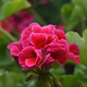 Storkenæb trives særdeles godt i danske haver.