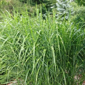 Stribet elefantgræs har stive, oprette blade og tydelige vandrette, lysegule striber.
