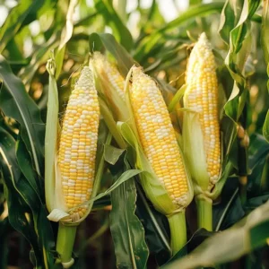 Sukkermajs der dyrkes fra frø, giver en varmeelskende plante, der kræver lidt mere pleje end mange andre grøntsager