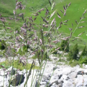 Svingel forekommer naturligt i den danske flora