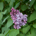 Syren folder sig ud i et væld af farver – fra ren hvid over sart rosa og klassisk lilla til dyb, mørk purpur.