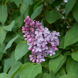 Syren folder sig ud i et væld af farver – fra ren hvid over sart rosa og klassisk lilla til dyb, mørk purpur.