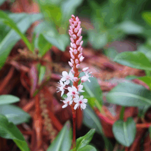 Tæppepileurt er en lavtvoksende, bunddækkende staude, der danner tætte, grønne tæpper