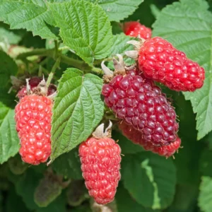 Taybær er en hybrid mellem brombær og hindbær. Den har lange, mørkerøde til næsten sorte bær.