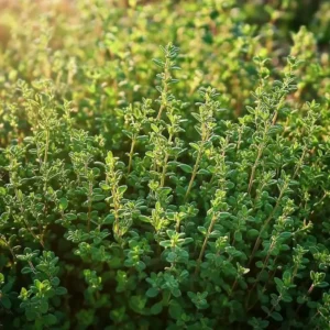 Såning af timian frø, giver en krydderurt, der både er nyttig i køkkenet og dekorativ i haven.