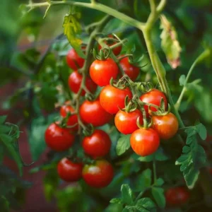 Hvis man har den rette viden om jord, klima, såtidspunkter, pleje osv., kan tomatfrø give et godt udbytte i både drivhus og friland.