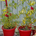 Tomatpotter skal vælges med omhu