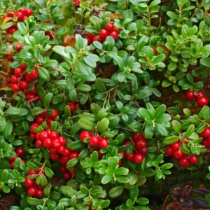 Tranebær kan dyrkes i haver, hvis man kan efterligne deres naturlige forhold