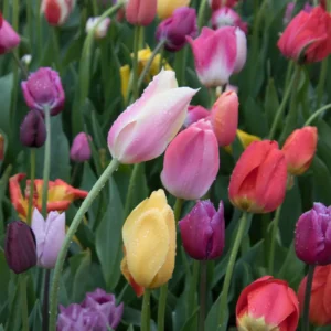 Tulipaner blomstrer fra april til juni afhængigt af sort