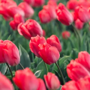 Tulipaneløg er tilpasset det tempererede klima og klarer sig fint i Danmark