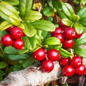 Tyttebær giver små, røde bær med en frisk og syrlig smag