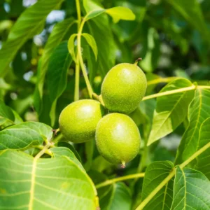 Valnøddetræer er både prydtræer og nyttetræer i danske haver