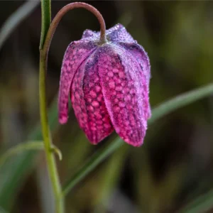 Vibeæg har unikke, klokkeformede blomster med et karakteristisk ternet mønster i lilla, purpur eller hvidt