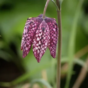 Vibeæg løg blomstrer i april–maj og trives især, når de plantes i fugtige områder af haven