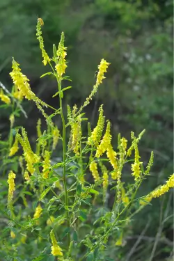 Vildtvoksende planter findes i naturen, men kan også dyrkes i haven