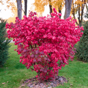 Vinget benved har en karakteristisk, næsten skulpturel vækstform.