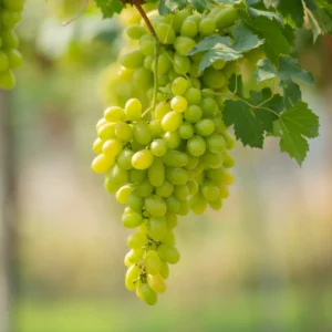 Vinplanter har i de seneste år fået mere og mere opmærksomhed i Danmark