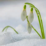 Vintergække rdukker frem allerede i januar-februar, ofte mens der stadig ligger sne