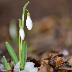 Vintergækkers løg plantes bedst “in the green” (mens de stadig har blade), men kan også plantes som tørre løg i august–september