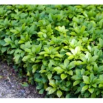 Vinterglans danner tætte, mørkegrønne tæpper året rundt