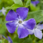 Vintergrøn dækker jorden med et tæt tæppe af grønne blade året rundt