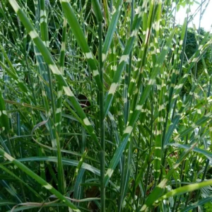 Zebragræs har karakteristiske vandrette striber på bladene.